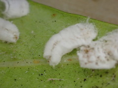 Pulvinaria floccifera