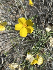 Psilostrophe cooperi