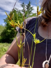 Cyperus houghtonii