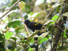 Cacicus chrysonotus