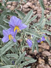 Solanum elaeagnifolium