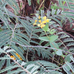 Aspicarpa hirtella
