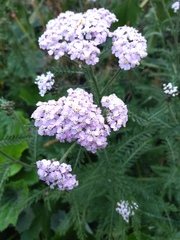 Achillea millefolium