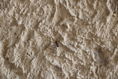 Araneae