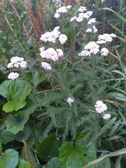 Achillea millefolium
