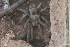 Aphonopelma steindachneri