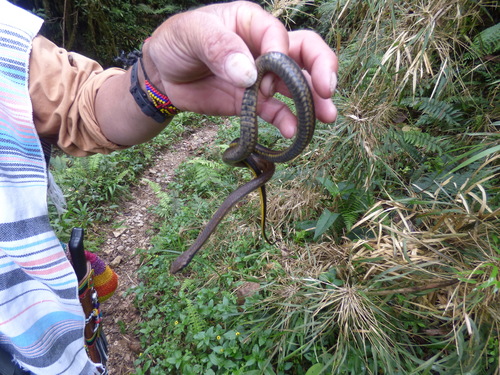 Saphenophis Snake