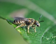 Halictus tumulorum