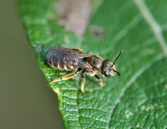 Halictus tumulorum