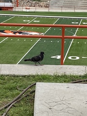 Columba livia domestica