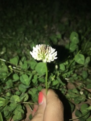 Trifolium repens