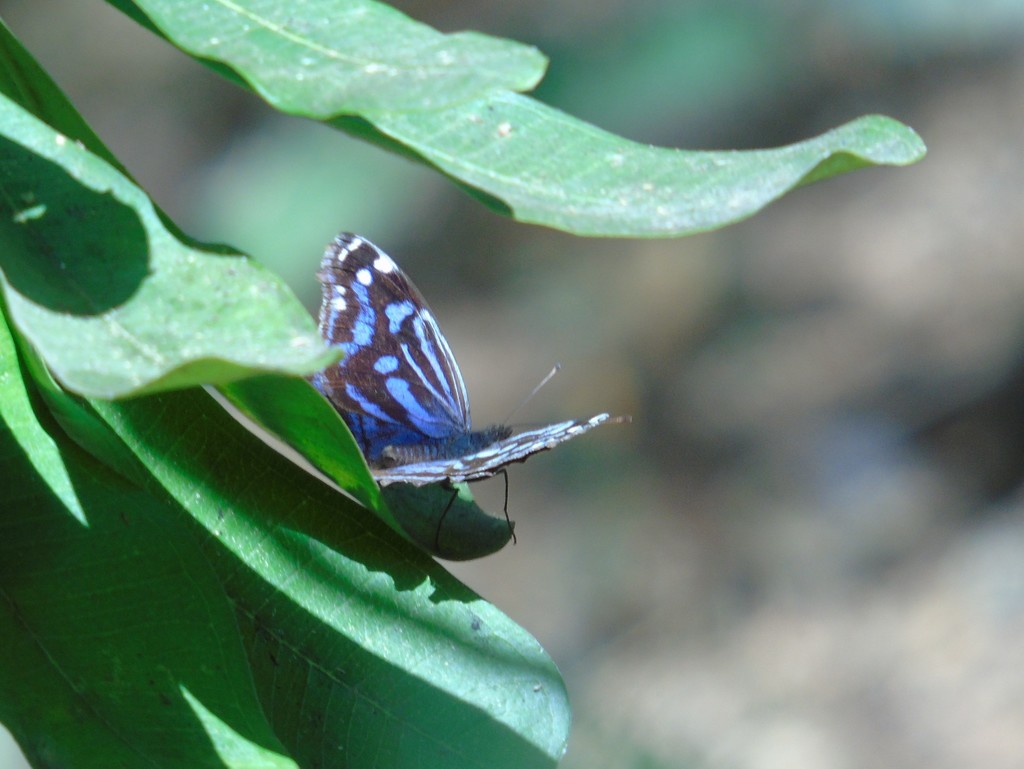 Mexican Bluewing