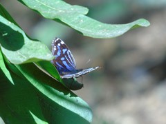 Myscelia ethusa ethusa