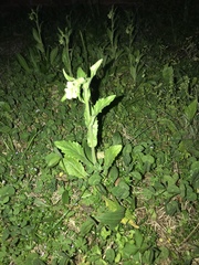Magnoliopsida