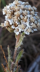 Achillea millefolium borealis