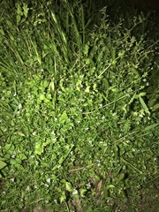 Stellaria media