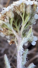 Achillea millefolium borealis