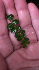 Metrosideros diffusa