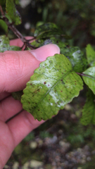 Pterophylla racemosa