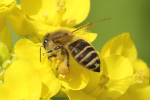 Asian Honey Bee, photo 7 of 10