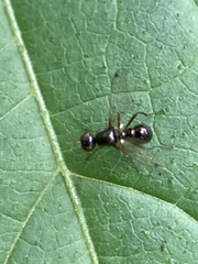 Sciomyzoidea