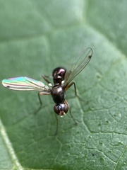 Sciomyzoidea
