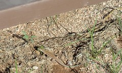 Aspidoscelis uniparens