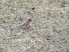 Turdus migratorius