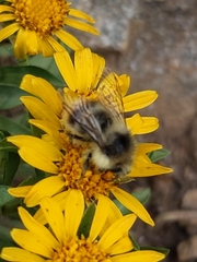 Bombus frigidus
