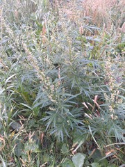 Artemisia vulgaris kamtschatica