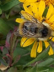 Bombus frigidus