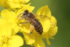 Apis cerana japonica
