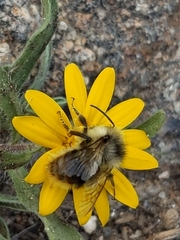Bombus frigidus