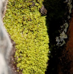 Hypodontium pomiforme