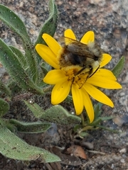 Bombus frigidus