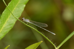 Pseudagrion hypermelas