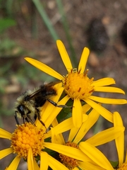 Bombus frigidus