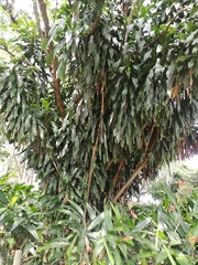 Mangifera indica