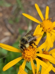 Bombus frigidus