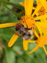 Bombus frigidus