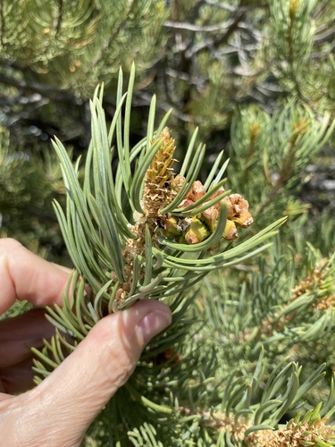 singleleaf pinyon (Pinus monophylla)