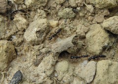 Leptogenys intermedia