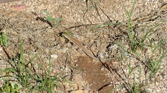 Aspidoscelis uniparens