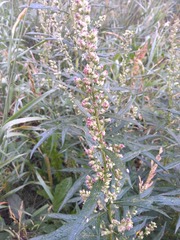 Artemisia vulgaris kamtschatica