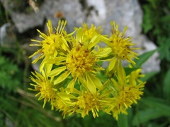 Solidago virgaurea minuta