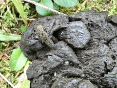 Ontholestes tessellatus