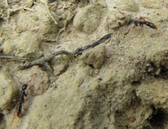 Leptogenys intermedia