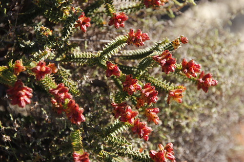 Penaea mucronata (Penaea mucronata)