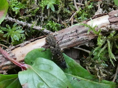 Ontholestes tessellatus