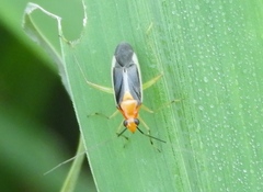 Ganocapsus filiformis